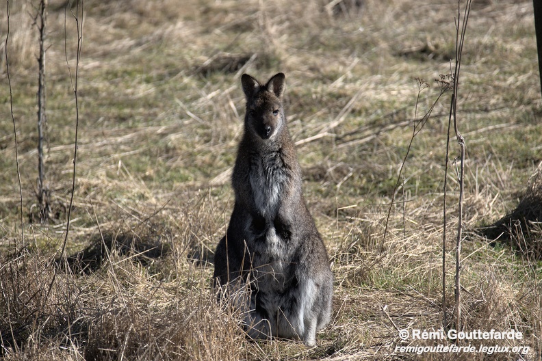 Wallaby de Bennett 