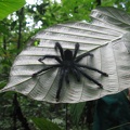 Tarentule "pinktoe" (Avicularia avicularia)