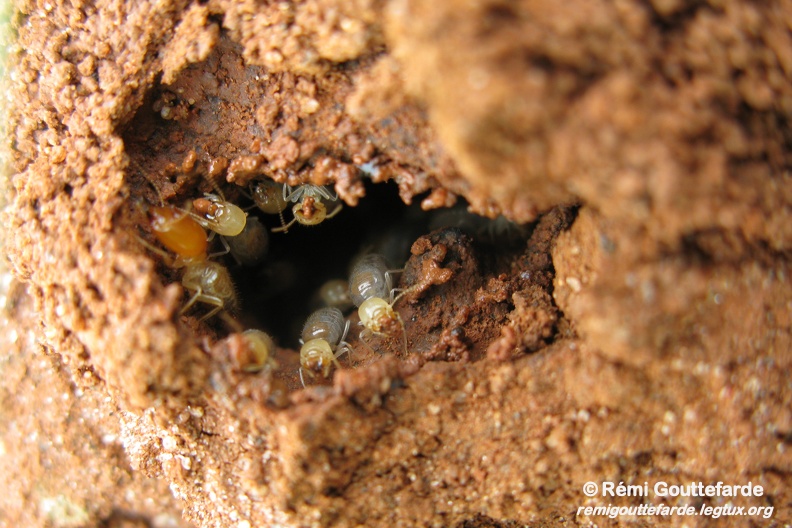 Rémi Gouttefarde - Reconstrução do cupinzeiro por operadores de Cornitermes cumulans (Termitidae)