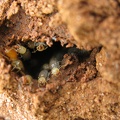 Rémi Gouttefarde - Reconstrução do cupinzeiro por operadores de Cornitermes cumulans (Termitidae)