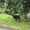 IMG 9768