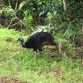 IMG 9772
