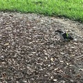 IMG 8974