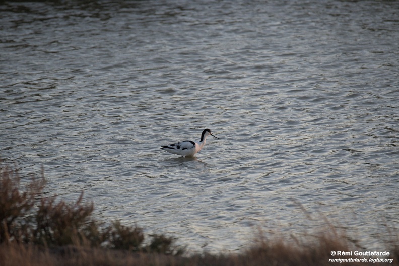 DSC_0508.jpg