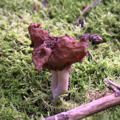 Gyromitre, Fausse morille (Gyromitra esculenta)