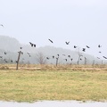 DSC 0140