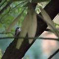 DSC 0031