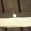 DSC 0041