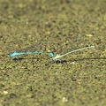 DSC 0190
