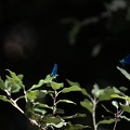 DSC 0119