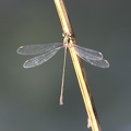 DSC 0044