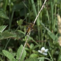 DSC 0096