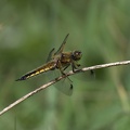 DSC 0105