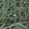 DSC 0099