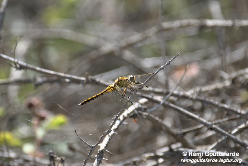 DSC_0522.jpg