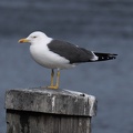 DSC 0006