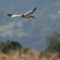 DSC 0272