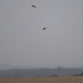 DSC 0084