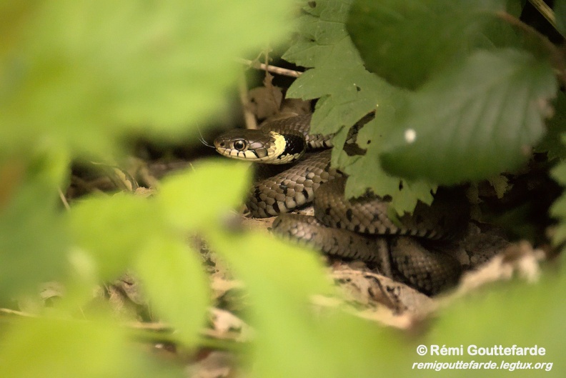 DSC 0067