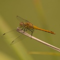 DSC 0010