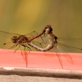 DSC 0057