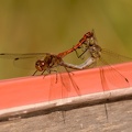 DSC 0066
