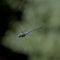 DSC 0066