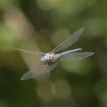 DSC 0084