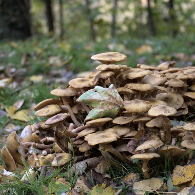 03. Champignon